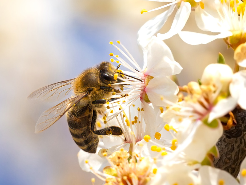 Bee pollinating and collecting nectar